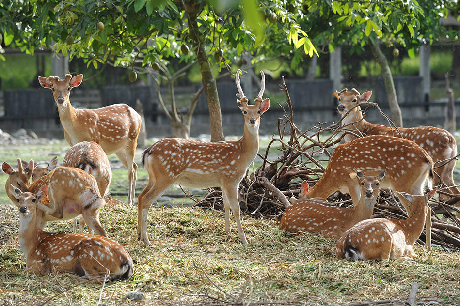 Ферма Шинконг Чаофэн