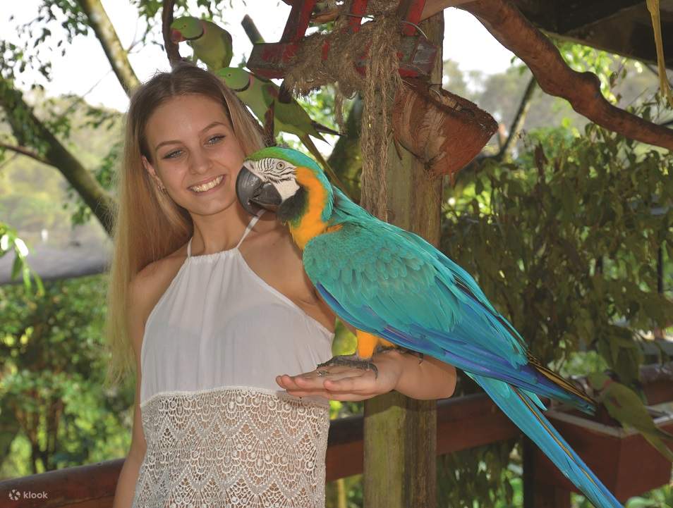 macaw kuranda bird world