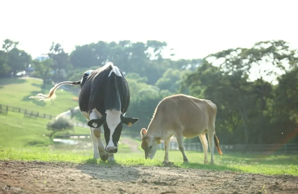 Holstein and Jersey cows at Feiniu Ranch