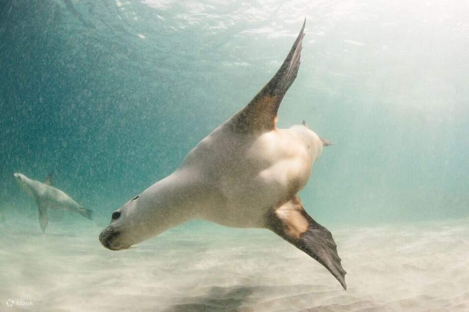 Aventura submarina de fin de semana en Port Lincoln