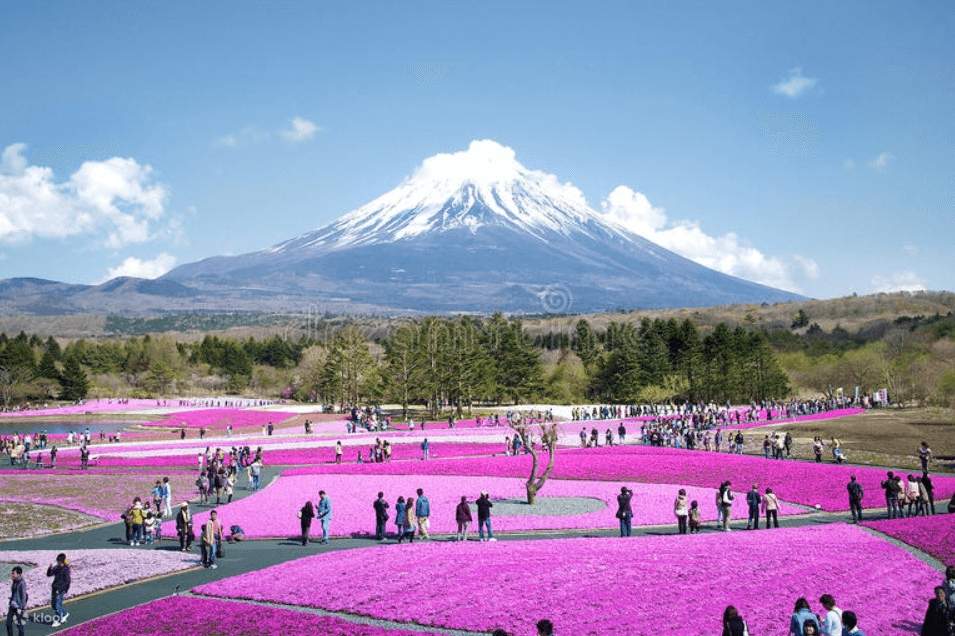 Hakone: Kota Wisata Alam dengan Pemandangan Gunung Fuji yang Menakjubkan