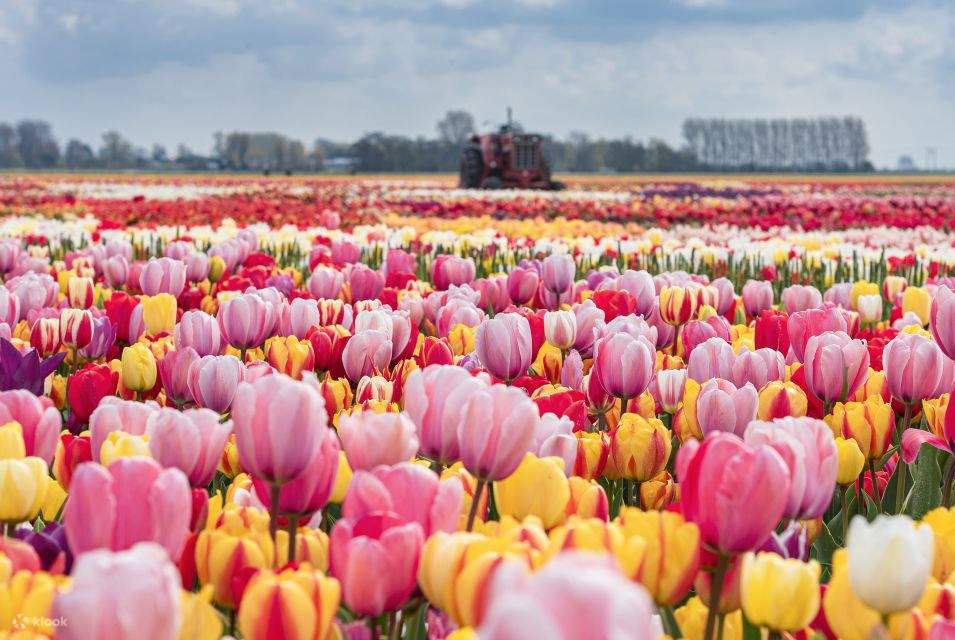 Tulip Experience Amsterdam Ticket Klook