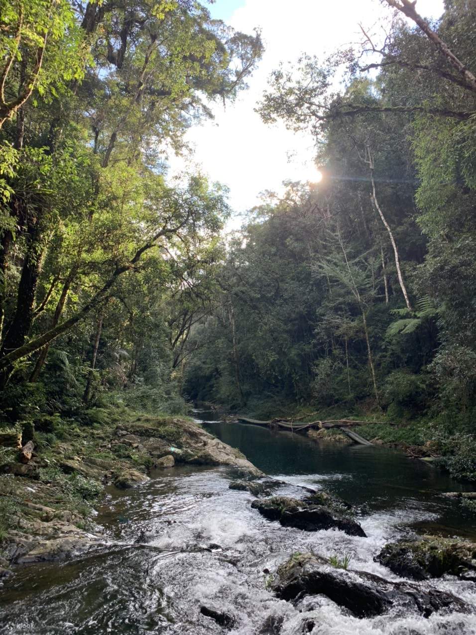 Specialty Arabica Coffee Farm Harvest Klook Philippines