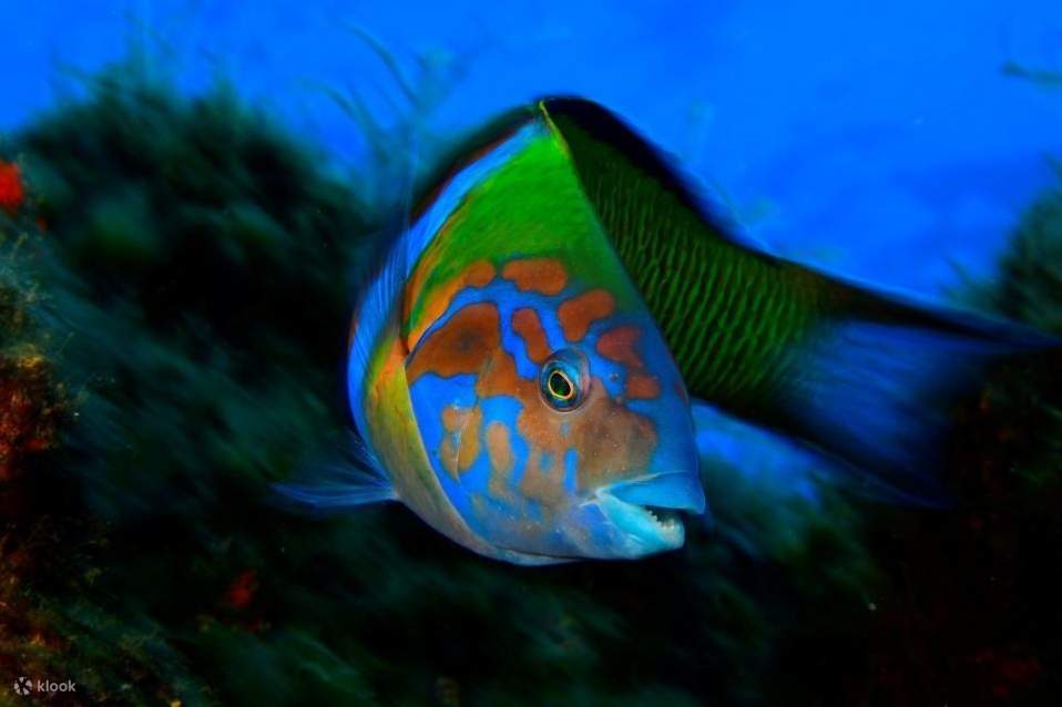 수영장에서 체험 다이빙을 하며 초보자도 쉽게 수중 세계를 탐험해 보세요.