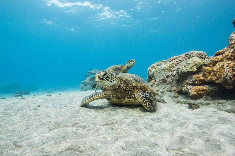 Exclusive Honolua Snorkel and Sail Klook