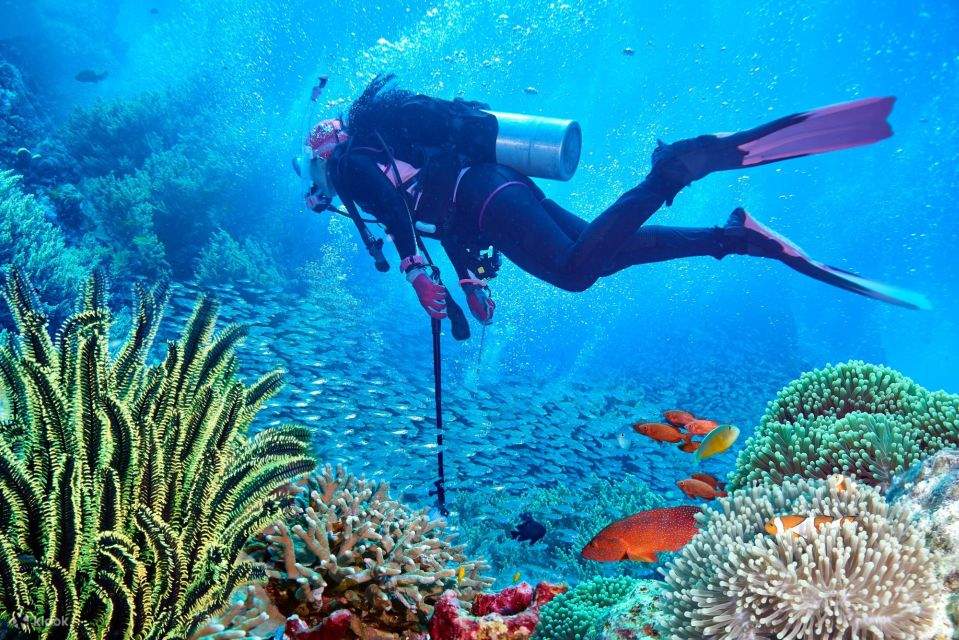 Sharm El Sheikh: Tiran Island Bootstour mit Einführungstauchgang & Mittagessen