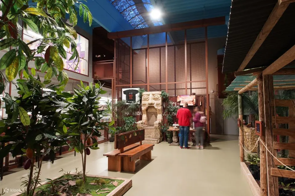 在墨西哥种植园展览品尝可可
