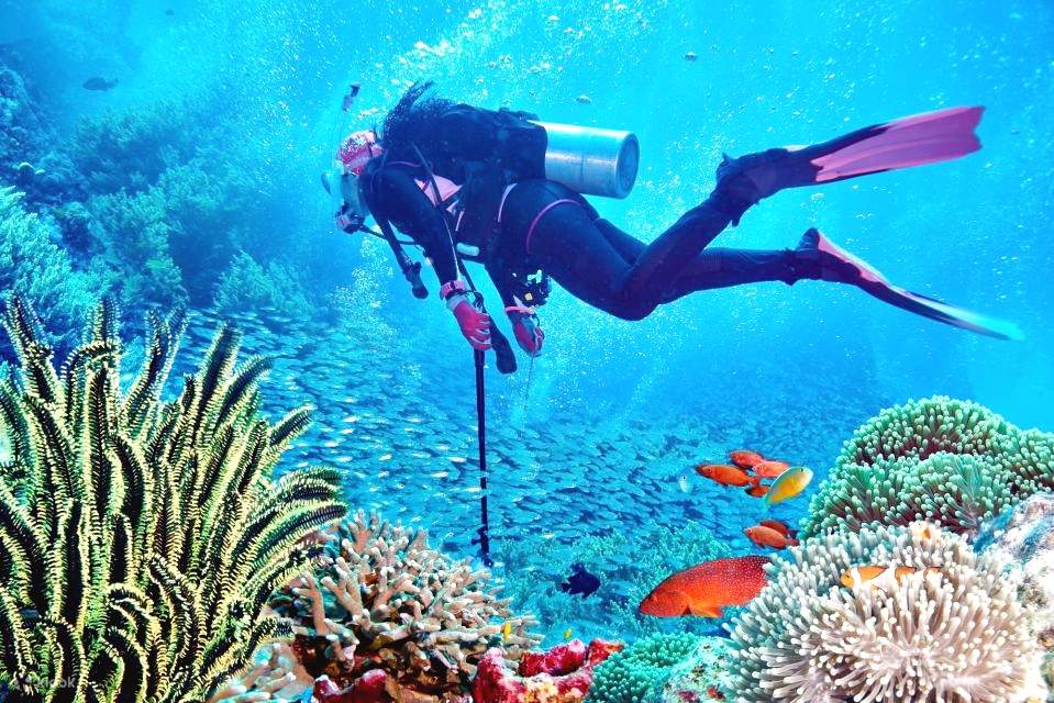 Sharm: Crucero en barco de buceo a la isla de Tirán con traslados privados