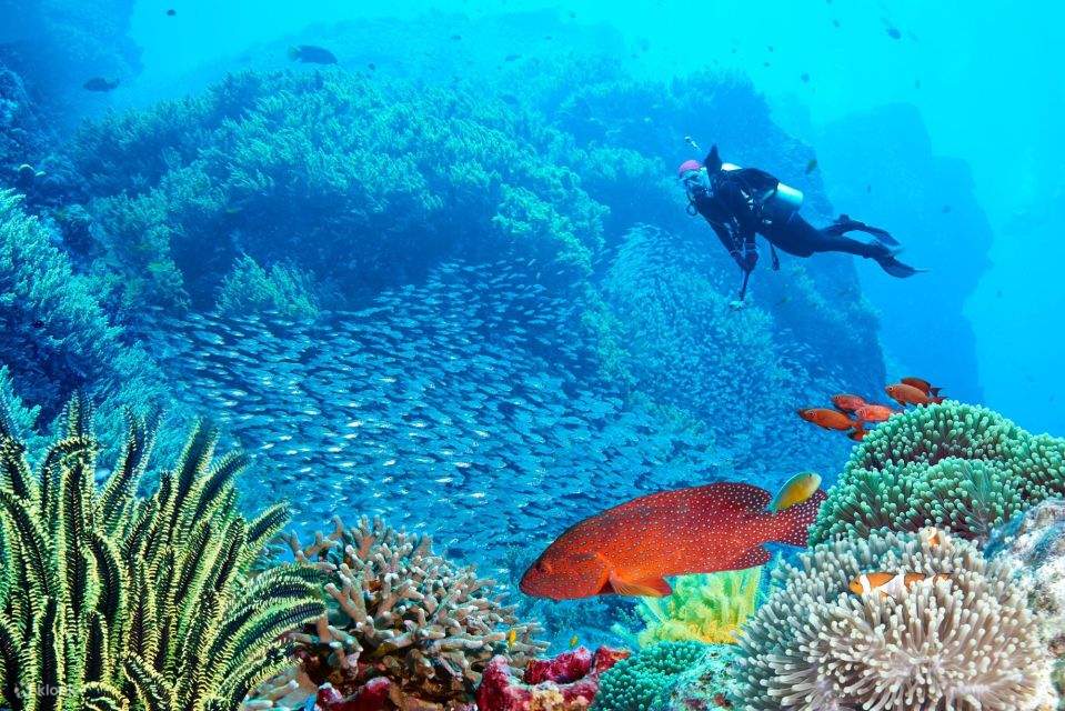 Sharm El Sheikh: Tour en crucero a la isla de Tirán con bautismo de buceo y almuerzo