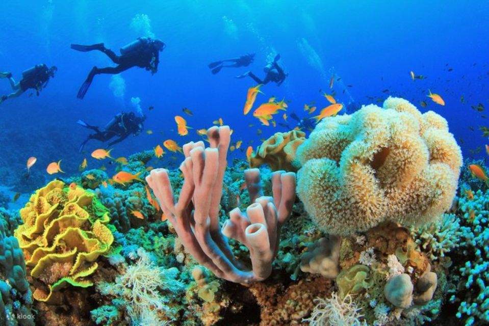 Sahl Hasheesh: Diving or Snorkeling Boat Trip with Lunch