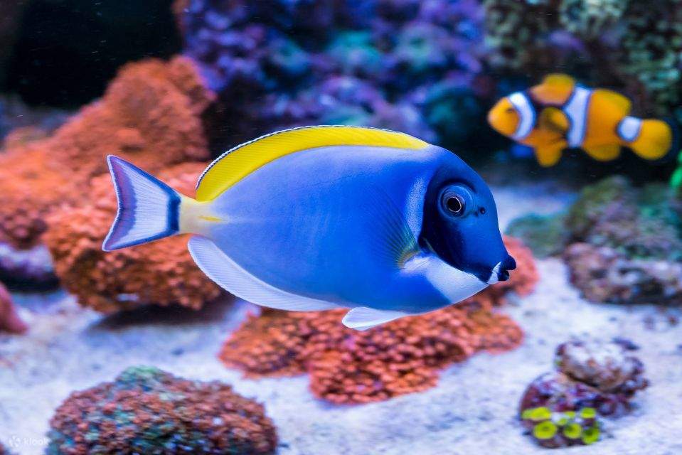 Mar Rosso: Isola di Orange Bay e crociera con snorkeling e pranzo