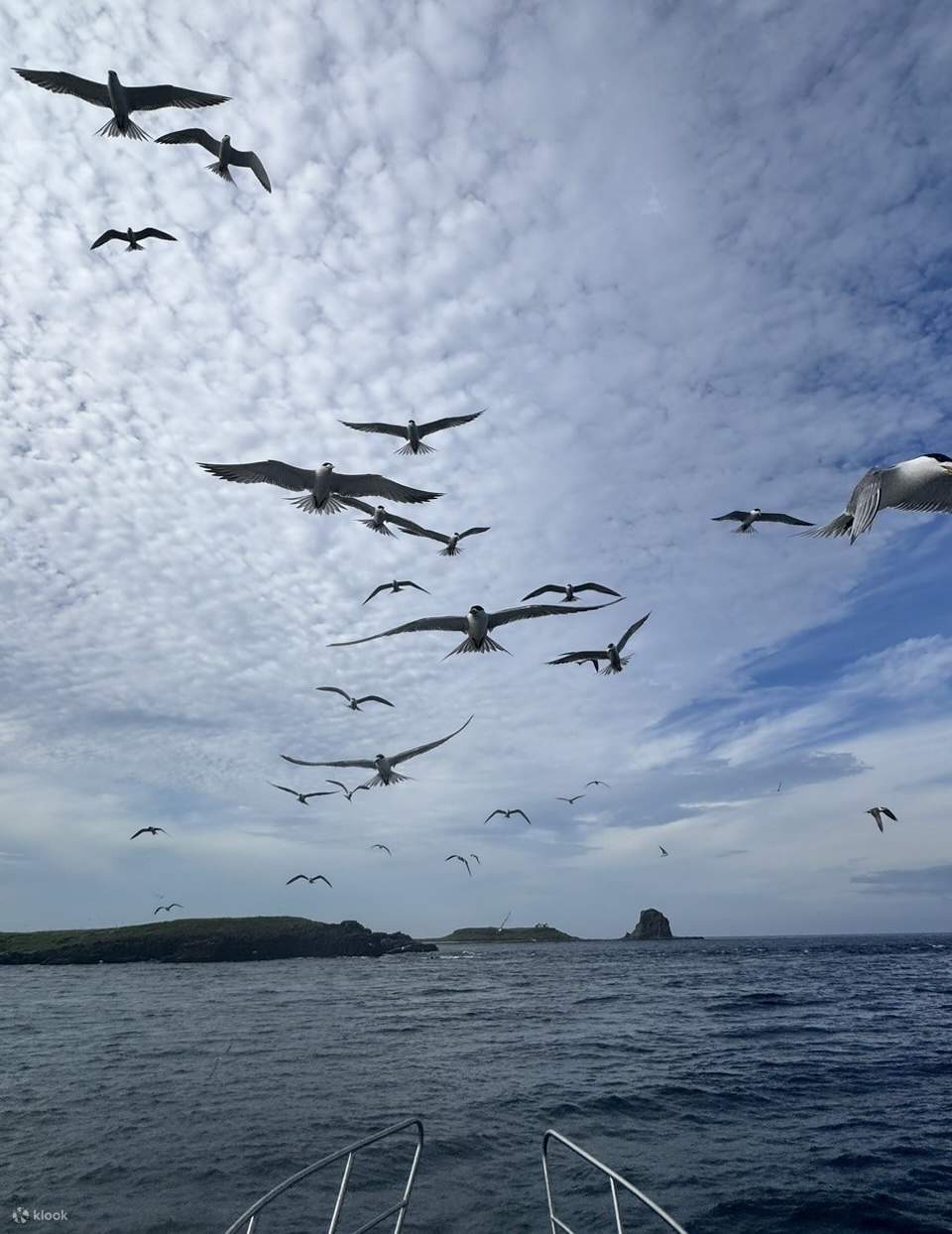 Penghu: Lavender Forest Snorkeling & South Penghu Marine National Park Island Hopping Day Trip & Star Island Yacht