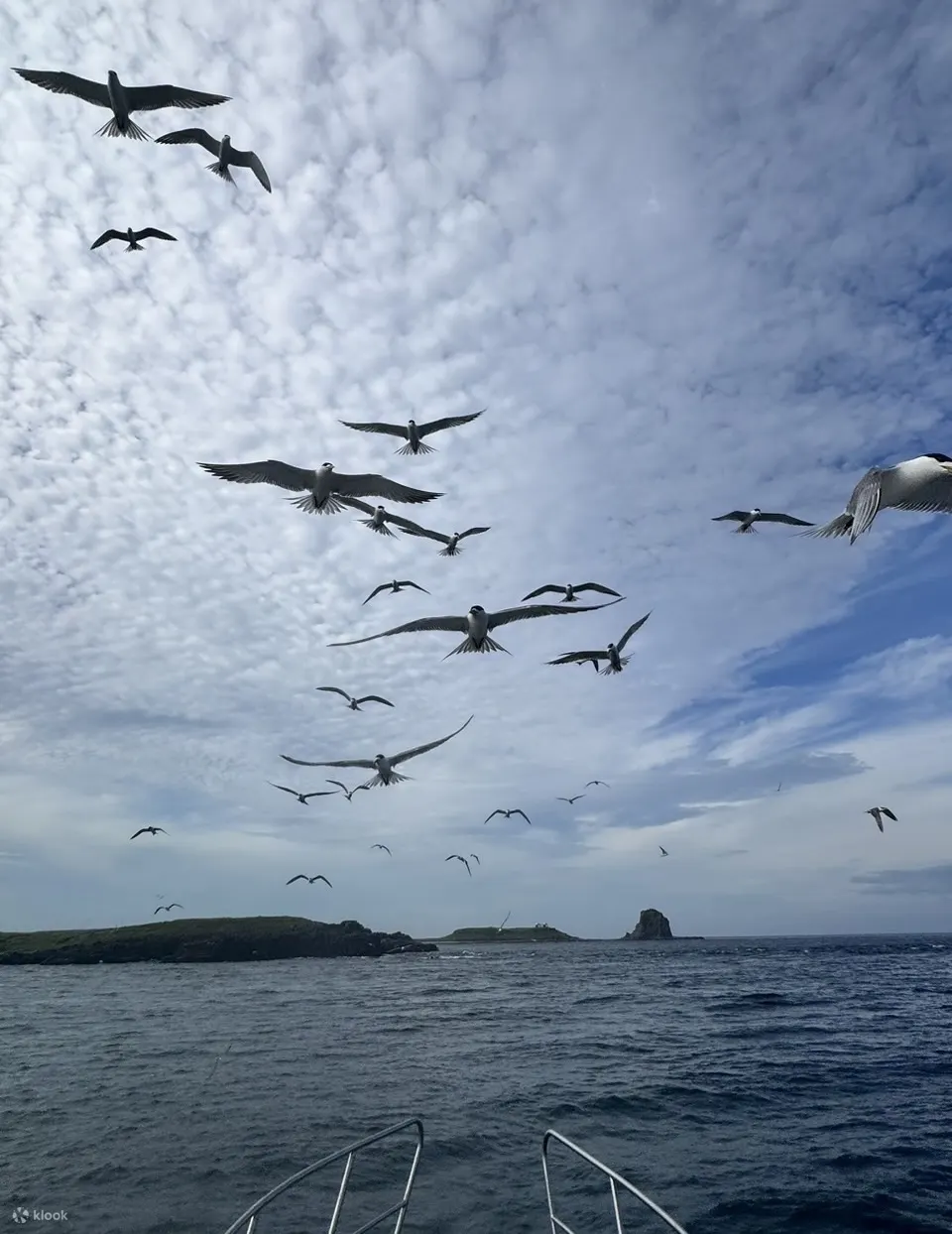 澎湖: 薰衣草森林浮潜＆南方四岛跳岛一日游&星屿游艇