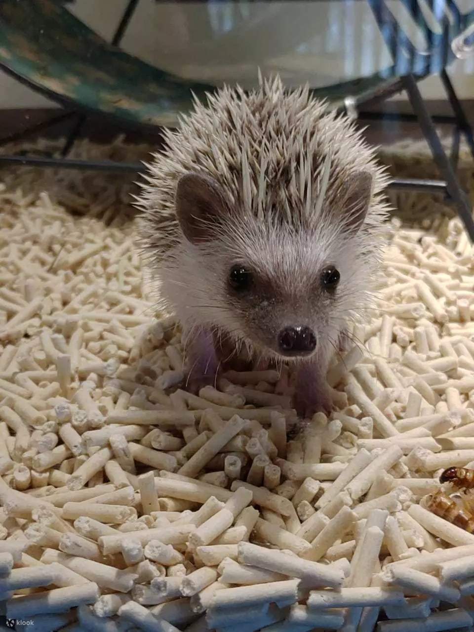 Igel-Café: Erleben Sie den einzigartigen Charme japanischer Tiercafés. Gönnen Sie sich während Ihrer Reise eine ruhige Auszeit und verbringen Sie eine schöne Zeit in Gesellschaft von Igeln.