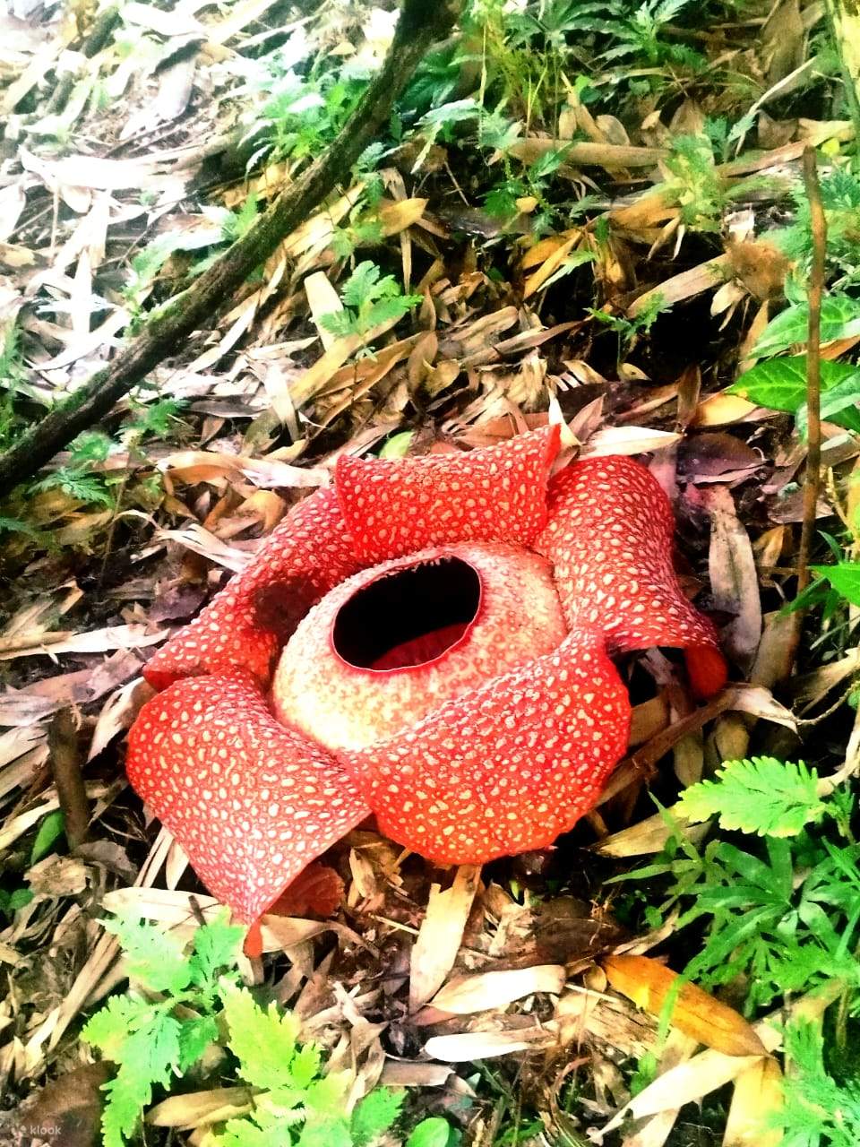 Kinabalu Park & Poring Hot Spring Tagestour in Sabah