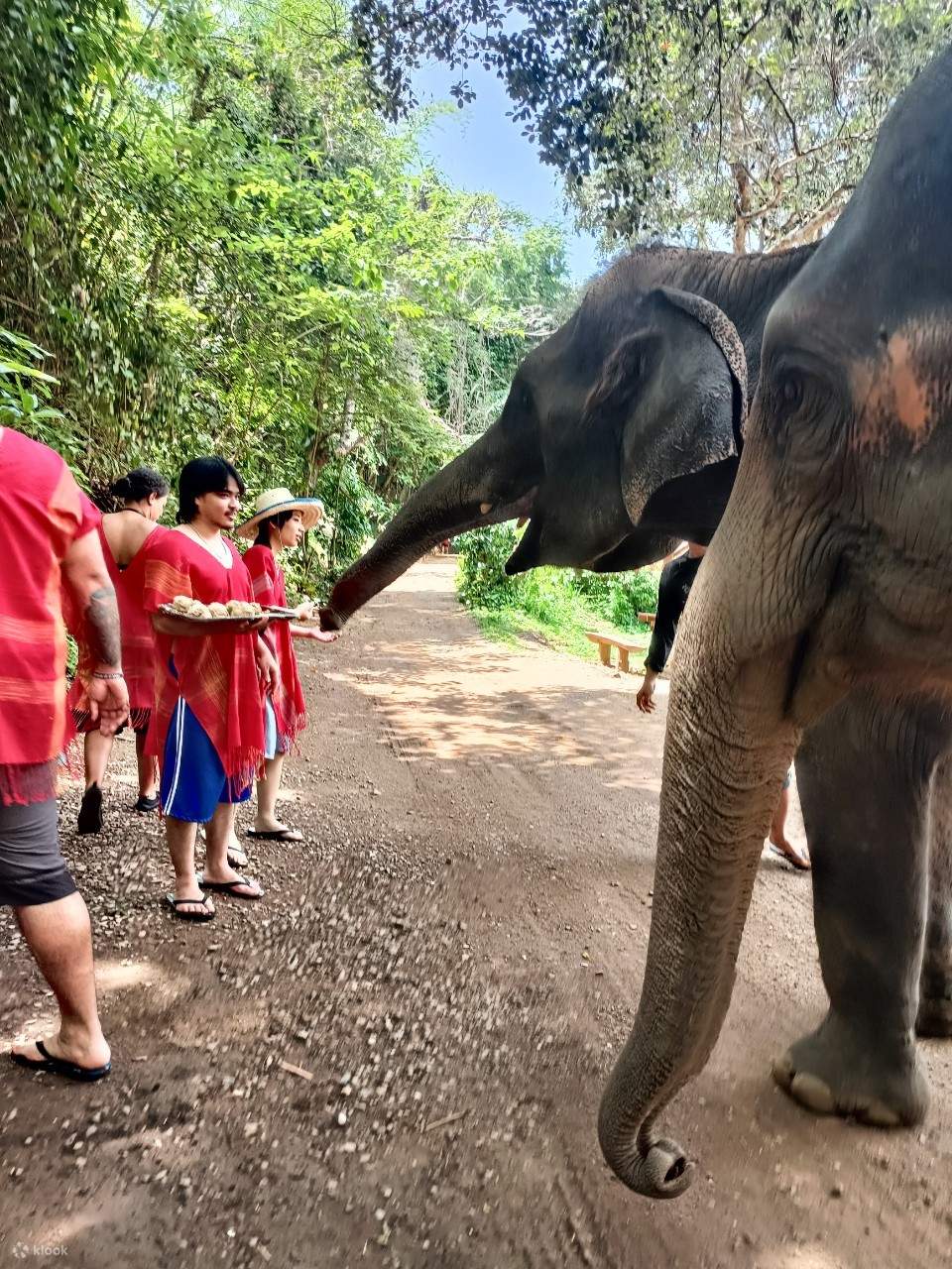 Elefanten-Tagespflege Chiang Mai Sanctuary