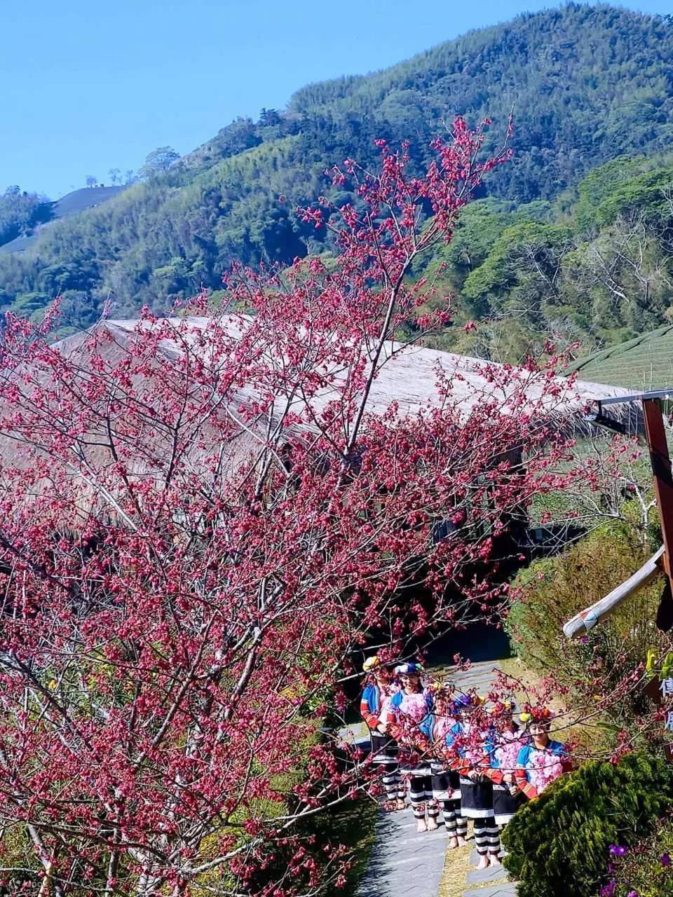 Saison 2021 limitée : Observation des cerisiers en fleurs