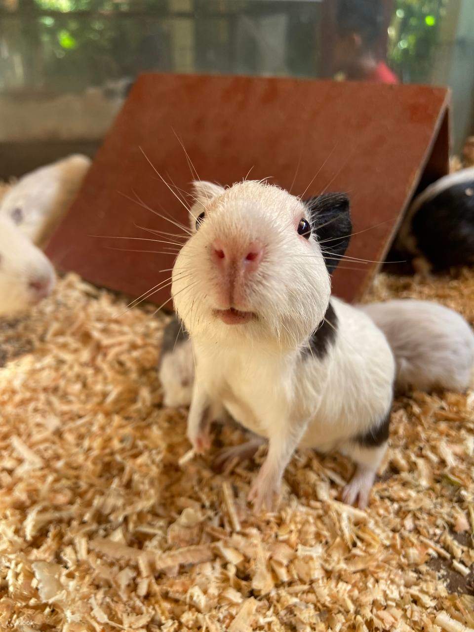 Langkawi Wildlife Park Ticket