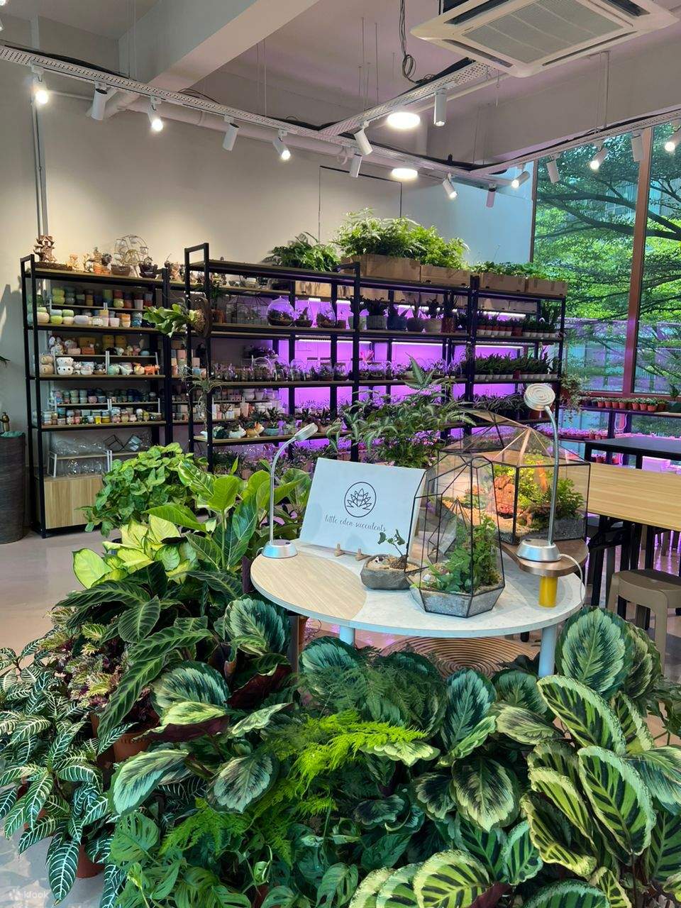 Little Eden Succulents