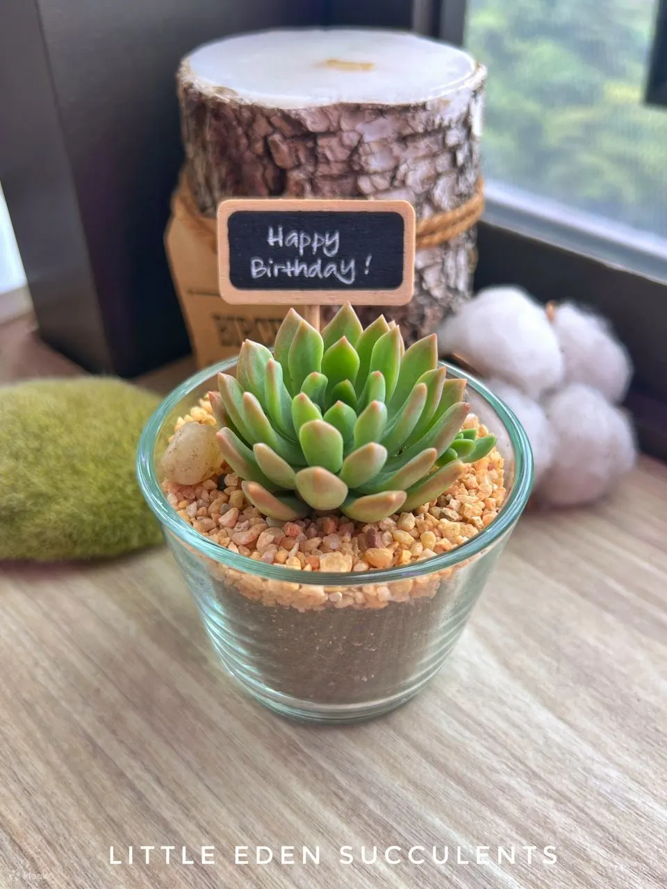 小伊甸园多肉植物