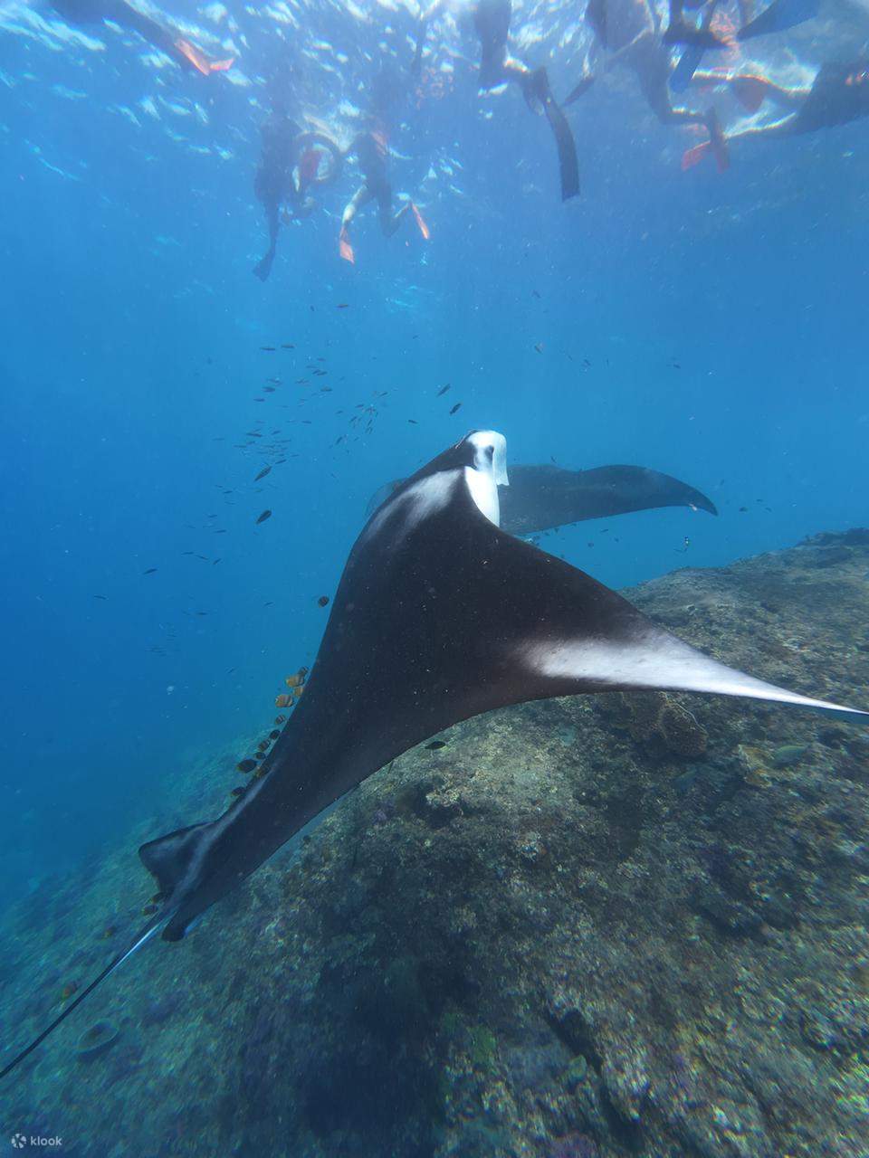 Schnorcheln Nusa Penida Mantarochen