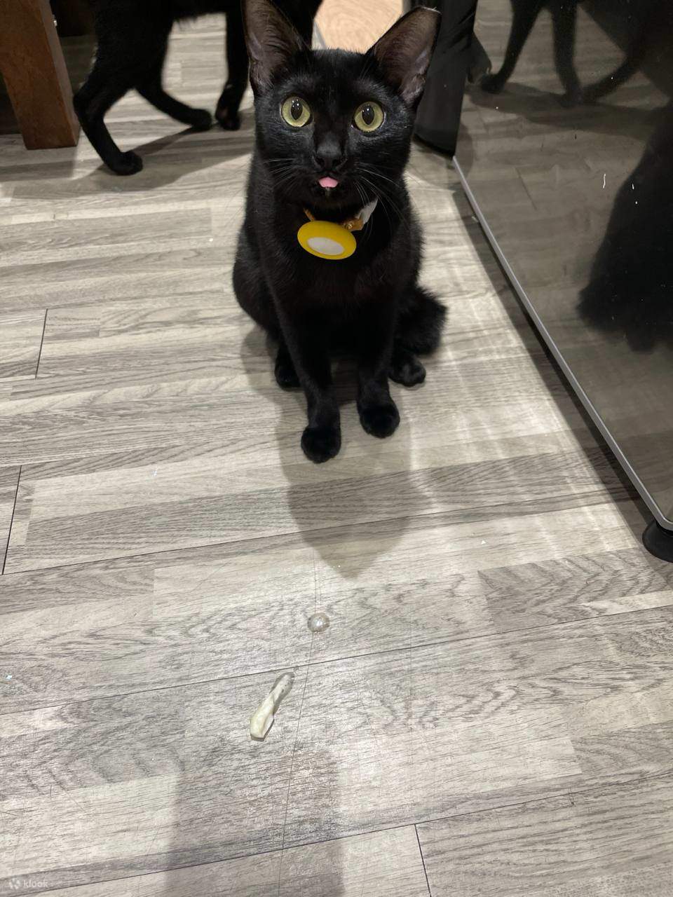 Art Jamming mit Katzen von Wildflower Studio