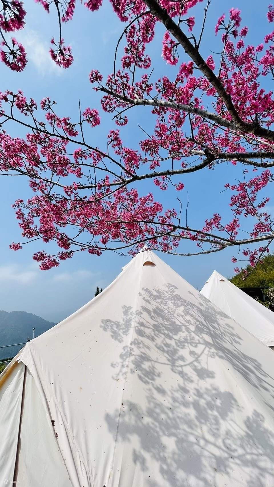 Miaoli: Pengalaman Glamping Keluarga di Kamper Land