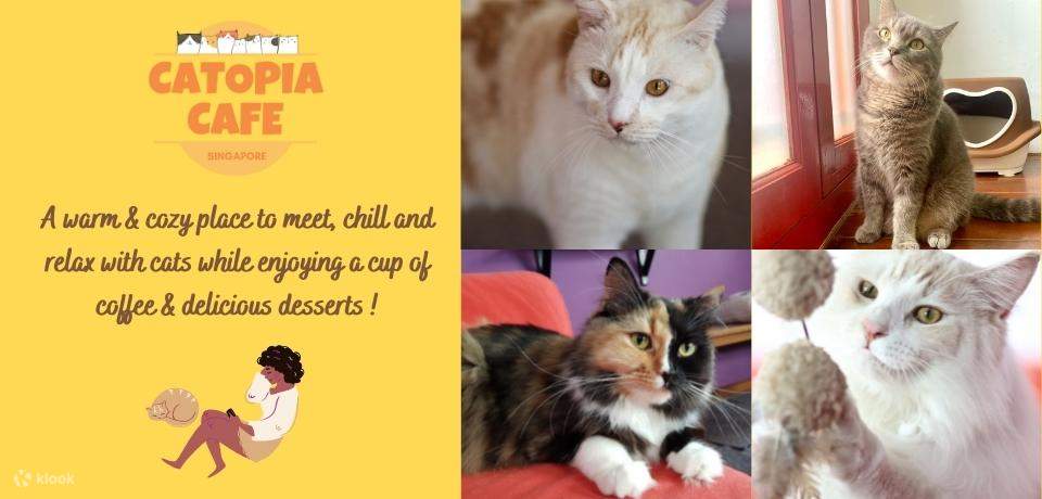 Pawsome Catopia Cat Cafe di Singapura