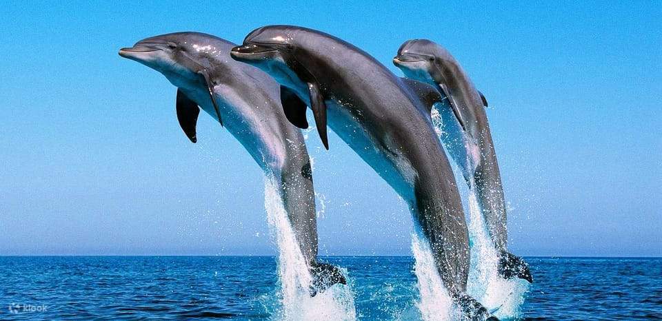 Schwimmen mit Delfinen & Schnorcheln in Hurghada – Bootsfahrt & Mittagessen