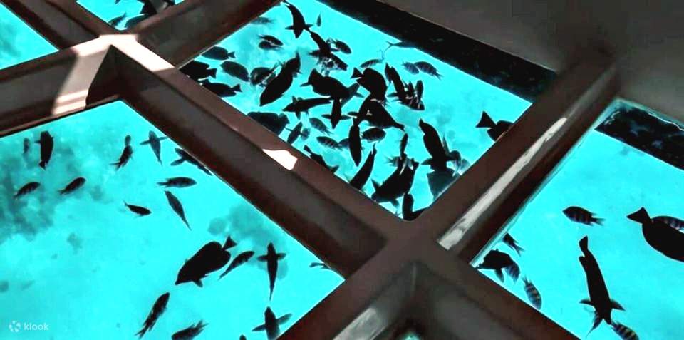 含午餐的沙漠和海上運動之旅