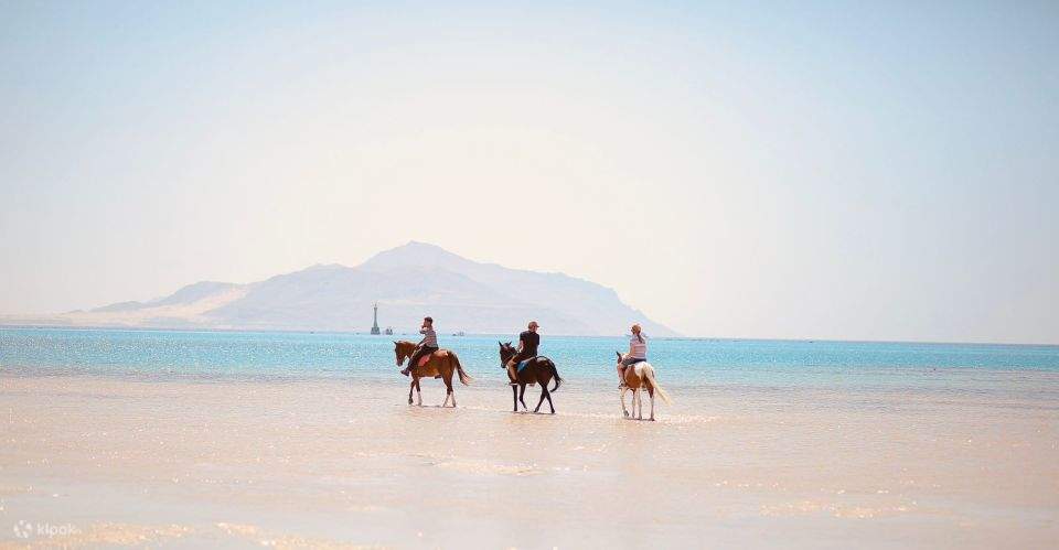 Sharm El Sheikh: Paseo a Caballo por la Costa con Traslados