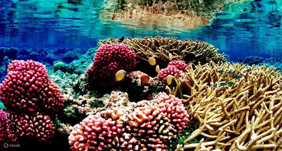 Red Sea: Semi-Submarine Boat Trip with Snorkeling