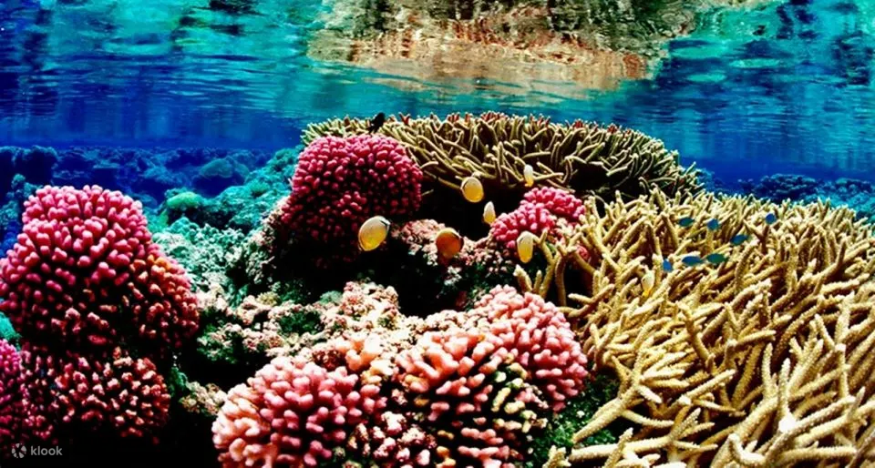 红海：半潜艇浮潜之旅