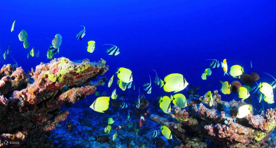 Mar Rosso: Isola di Orange Bay e crociera con snorkeling e pranzo