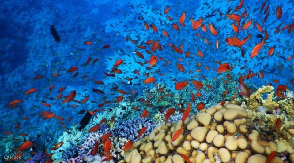 Pengalaman Menaiki Banana Boat & Snorkel Cruise di Orange Bay, Makadi dengan Makan Tengah Hari