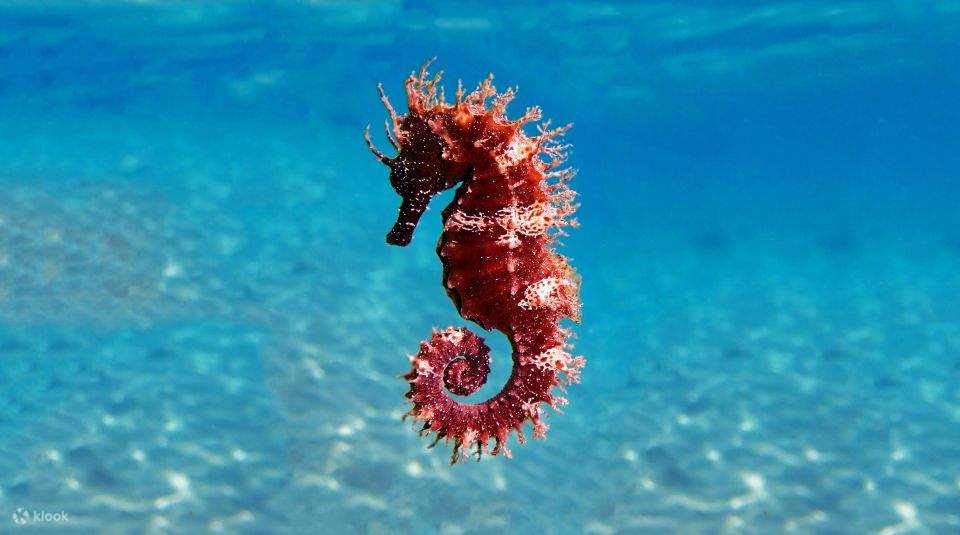 Crucero de Buceo en Barco a la Isla de Tirán con Traslados Privados desde Sharm