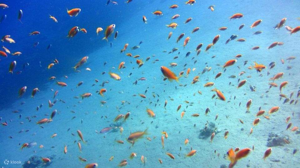 Sharm Tauchboot-Tour zur Tiran Insel mit privaten Transfers