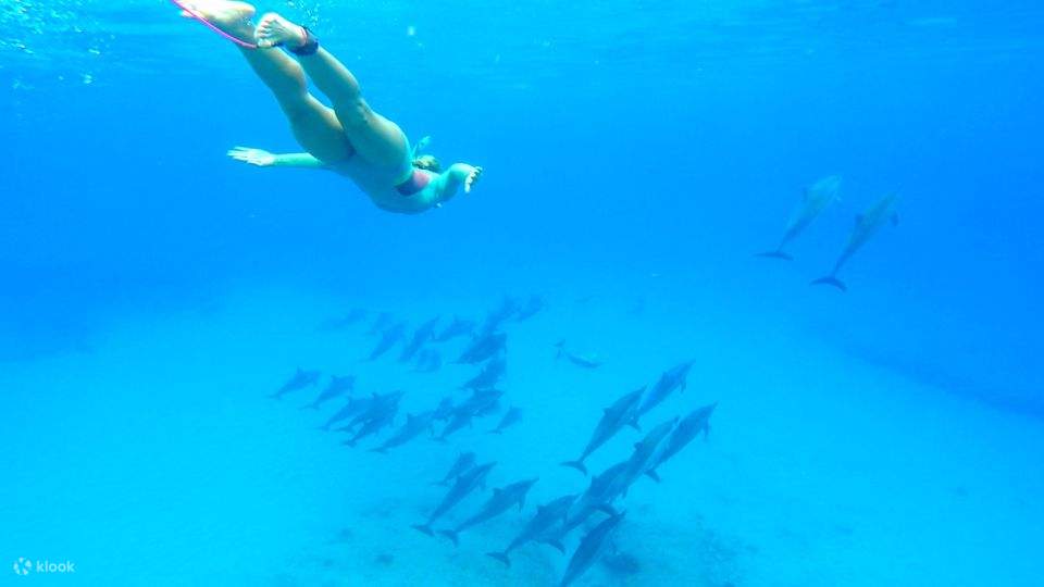 Bahía de Makadi: Tour en barco para avistar delfines con traslados privados