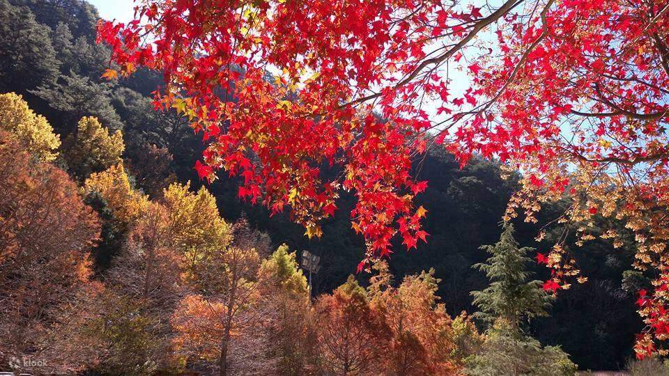 Wuling Farm Wuling Farm Day Tour from Taipei, Taiwan - Klook