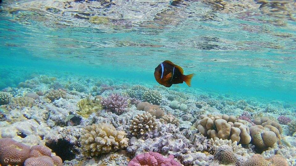 Red Sea: Semi-Submarine Boat Trip with Snorkeling