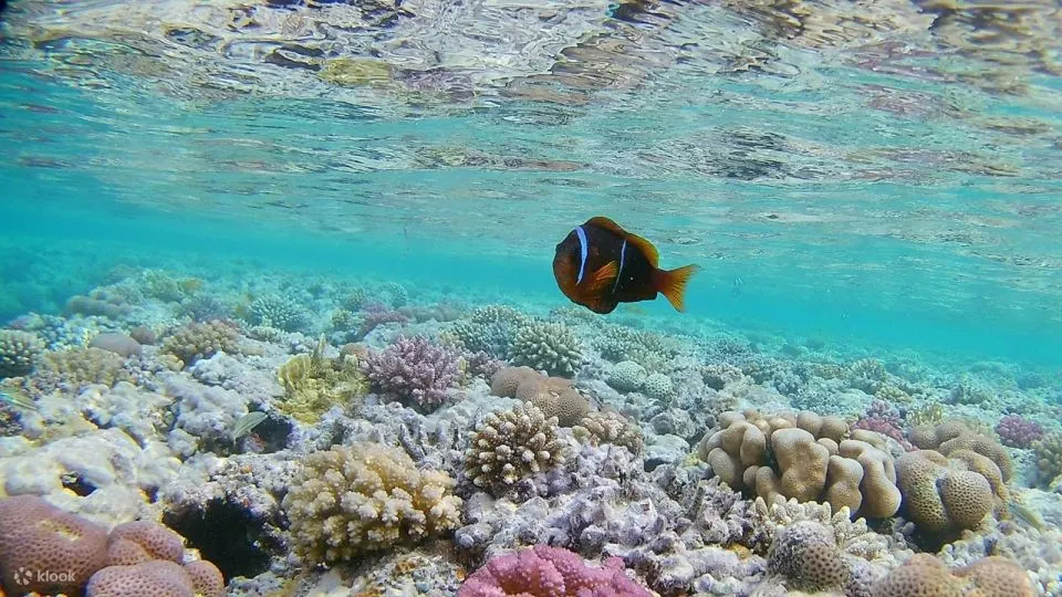 红海：半潜艇浮潜之旅