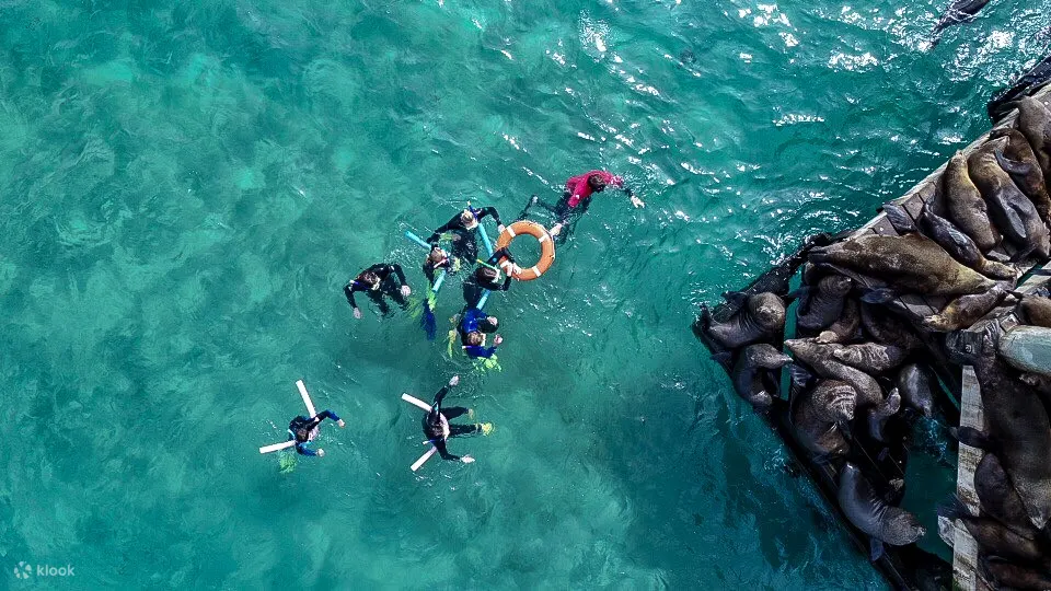 与海豚和海豹一起游泳