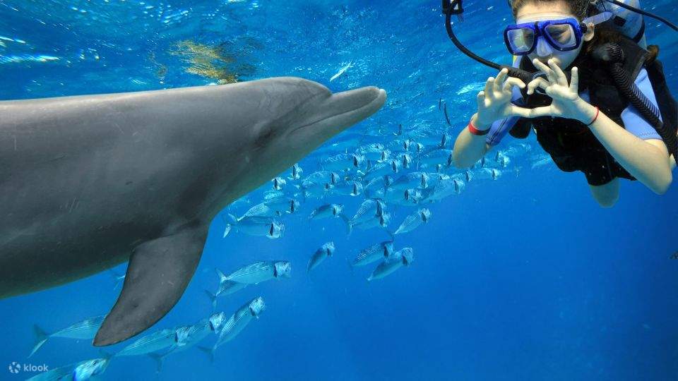 Bahía de Makadi: Tour en barco para avistar delfines con traslados privados