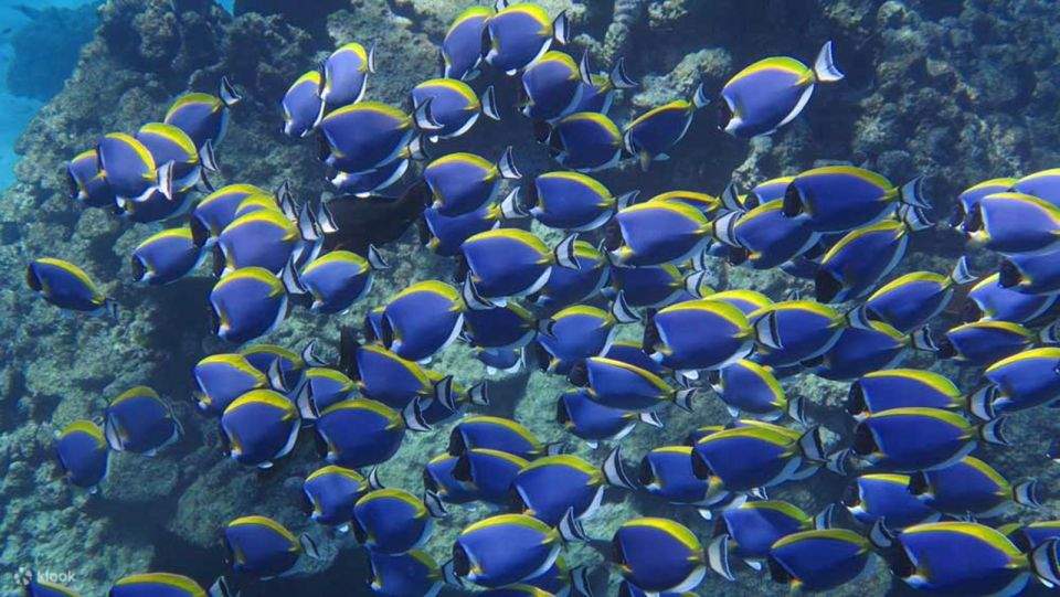 Mar Rosso: Isola di Orange Bay e crociera con snorkeling e pranzo