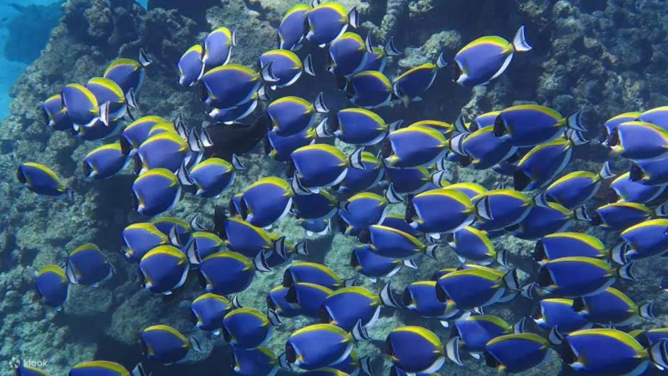 红海：橙湾岛和浮潜巡游（含午餐）
