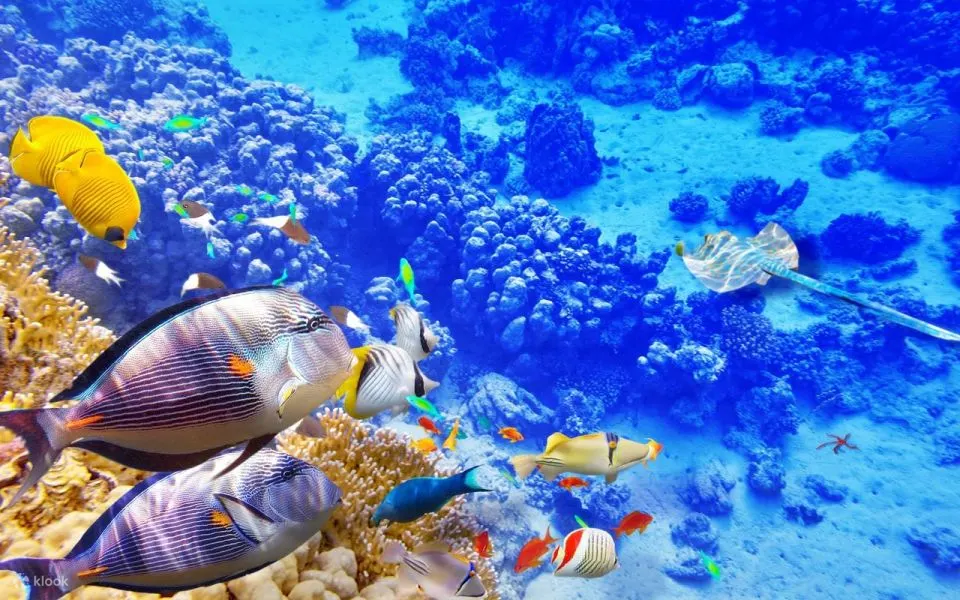 红海：半潜艇浮潜之旅