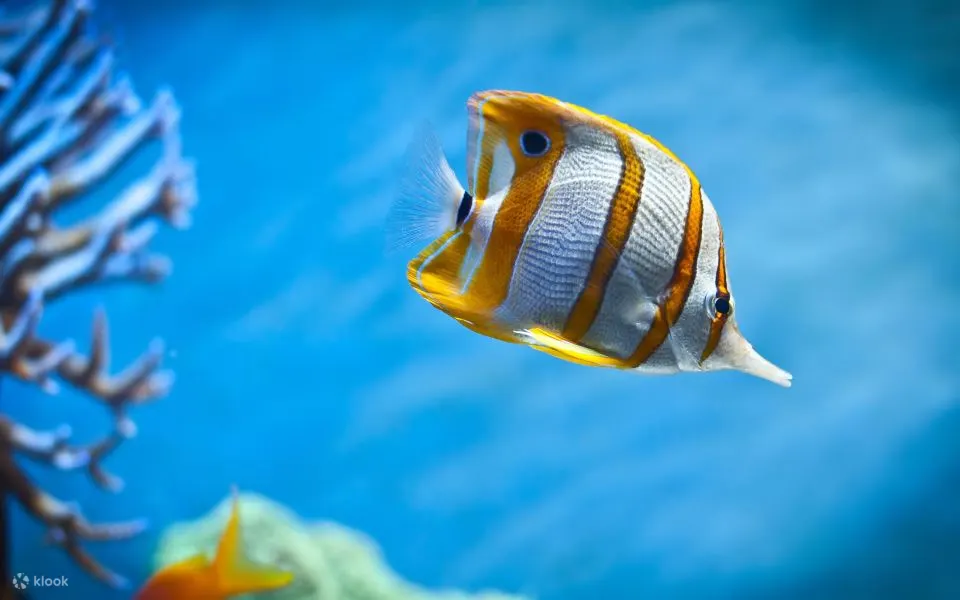红海：半潜艇浮潜之旅