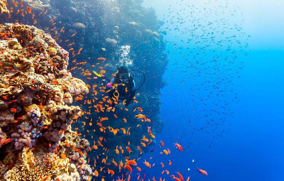 Selam Skuba untuk Pemula dengan Pemandu Pakar & Makan Tengah Hari – Sharm El Sheikh