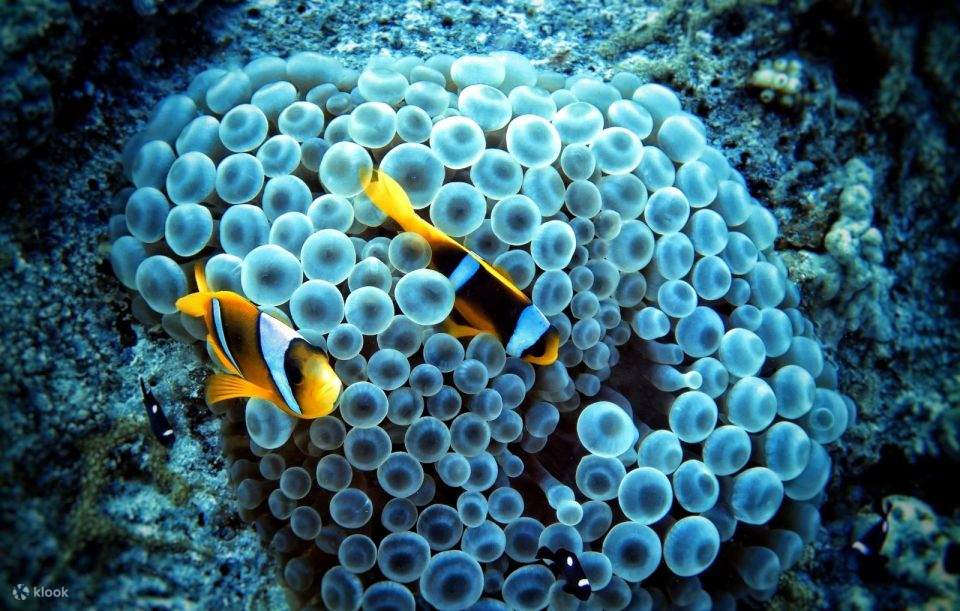 Red Sea: Semi-Submarine Boat Trip dengan Snorkeling