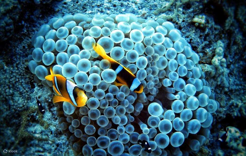 Sahl Hasheesh: Diving or Snorkeling Boat Trip with Lunch